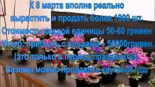 Финансовый  бизнес-план по выращиванию фиалок.Сколько можно заработать на цветах?