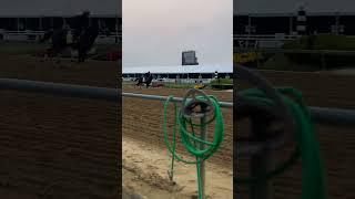 National Treasure galloping at Pimlico 5/17