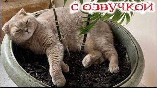 Приколы с котами! С ОЗВУЧКОЙ! Самые смешные животные! Смешные коты и собаки! ДО СЛЁЗ!