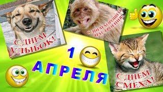 Приколы  и смех в день Юмора для всех