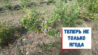 Проблемы с поливом и новый бизнес