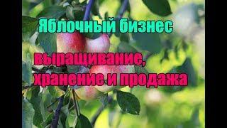 Яблочный бизнес – выращивание, хранение и продажа СКОЛЬКО МОЖНО ЗАРАБОТАТЬ  БИЗНЕС ИДЕЯ