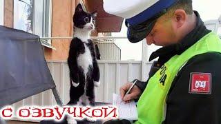 Приколы с котами! СМЕШНЫЕ КОТЫ И СОБАКИ! С озвучкой! Смешные животные!