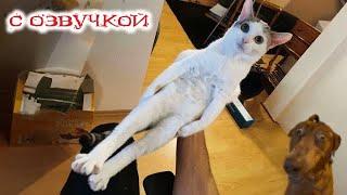 Приколы с котами! Смешные коты! - С ОЗВУЧКОЙ! САМЫЕ СМЕШНЫЕ ЖИВОТНЫЕ