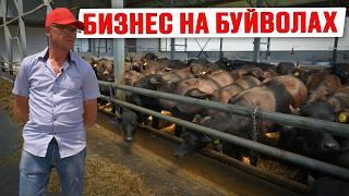 Первая буйволиная ферма в России | Бизнес на буйволах | Молочная ферма | Животноводство