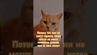 Почему котики никогда не становятся поварами? | #шортскот #шорт #шортс #short #tiktok #юмор