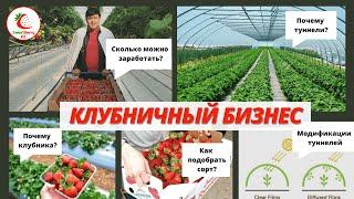 Клубничный бизнес. Сколько можно заработать на клубнике? Как подобрать сорт?