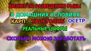 КАК ОРГАНИЗОВАТЬ БИЗНЕС ПО РАЗВЕДЕНИЮ РЫБЫ СКОЛЬКО МОЖНО ЗАРАБОТАТЬ  БИЗНЕС ИДЕЯ