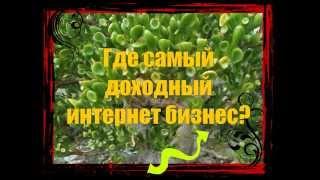 Супер работающее у нас создание бизнеса в сети интернет