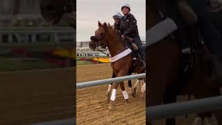 Marlazza galloping at Pimlico 5/17