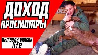 Питбули Dragon life - ДОХОД, ЗАРАБОТОК НА ЮТУБЕ | БУДУЩЕЕ КАНАЛА