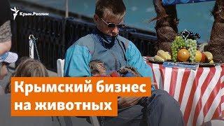 «Фото с обезьянкой на память». Крымский бизнес на животных | Доброе утро, Крым