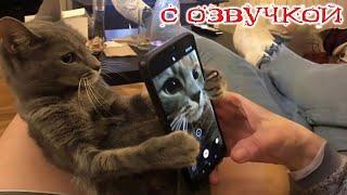 ПРИКОЛЫ С КОТАМИ! с озвучкой! Смешное видео С КОТАМИ! Смешные животные! тест на психику!