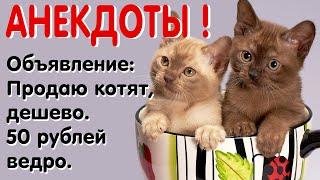 Анекдоты про котов и кошек короткие и не очень - смешные до слез. Смех, юмор, позитив!