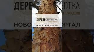 Новостной Портал. Журнал Деревообработка. Бизнес и профессия