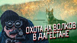 Волки бросились на охотников. Охота на волков в Дагестане. Выстрелы по волкам и шакалам.