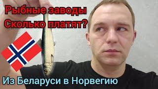 Работа в Норвегии.Рыбные заводы.Сколько же там платят?