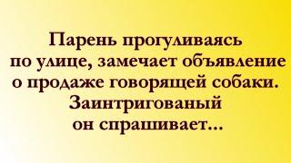 Анекдот Про Говорящую Собаку! Анекдоты Онлайн! Короткие Приколы! Смех! Юмор! Позитив!