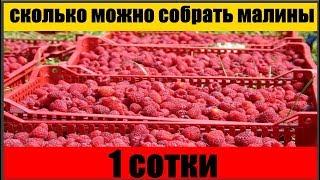 сколько можно собрать малины с 1 сотки || Малина как Бизнес || сколько малины можно собрать Бизнес