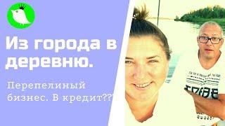 Из города в деревню. Перепелиная ферма. Бизнес с нуля в кредит???