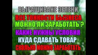 Прибыльный бизнес выращивание зелени на продажу СКОЛЬКО МОЖНО ЗАРАБОТАТЬ  БИЗНЕС ИДЕЯ