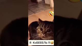 Чёткие коты / Говорящие коты  / Новинки 10 28 2022 ржака приколы юмор анекдоты жиза смешные животные