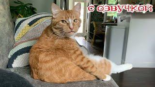 Приколы с котами! Смешные коты и собаки! С ОЗВУЧКОЙ! ПРИКОЛЫ С ЖИВОТНЫМИ!