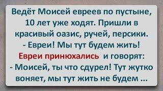 ✡️ Моисей не Удовлетворил Капризных Евреев! Еврейские Анекдоты! Анекдоты про Евреев! Выпуск #310