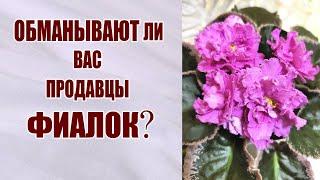 Обманывают ли нас продавцы фиалок. Как купить сортовую фиалку. Сорт/Спорт у Фиалок.