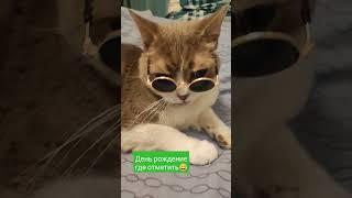 День рождение где отмечать #кот #cat #котик #кошки #юмор #котики #милота #shorts