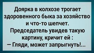 Как Доярка Быка За Хозяйство Трогала! Сборник Свежих Анекдотов! Юмор!